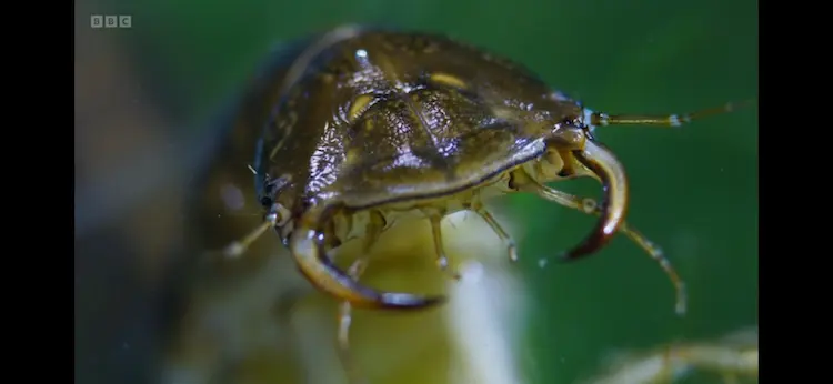 Diving beetle sp. () as shown in Wild Isles - Freshwater